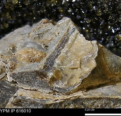 undet. Mollusca