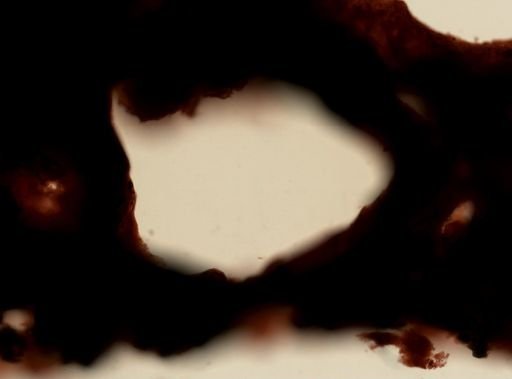Dendrilla cf. camera