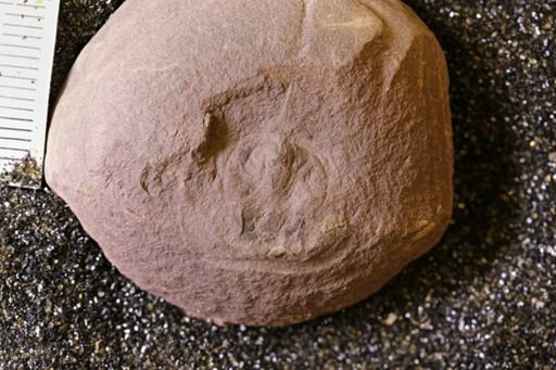 Euproops danae