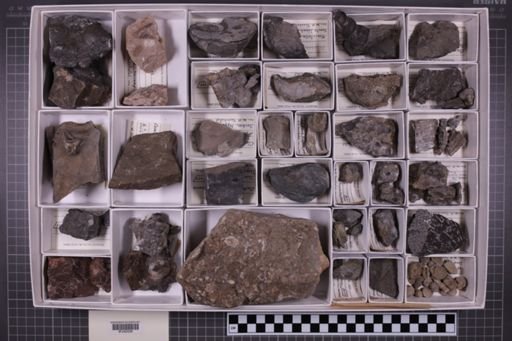 mixed taxa, stratigraphic collection