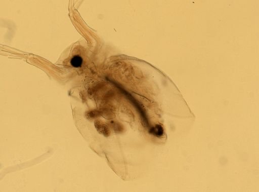 Daphnia