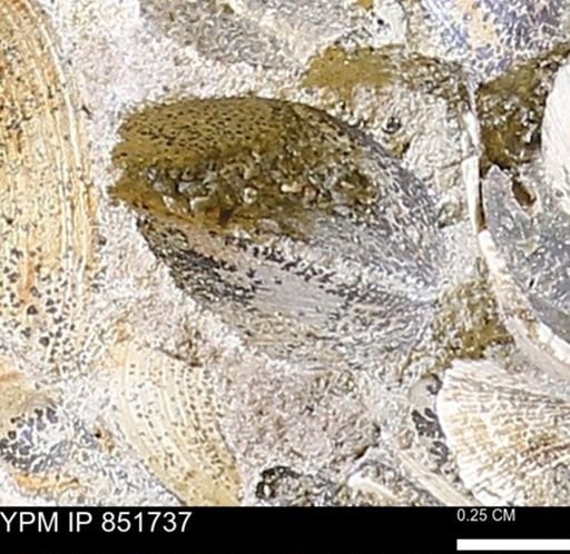 Limopsis striatopunctatus