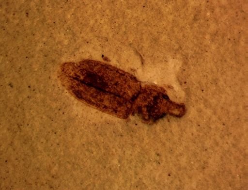 undet. Curculionidae
