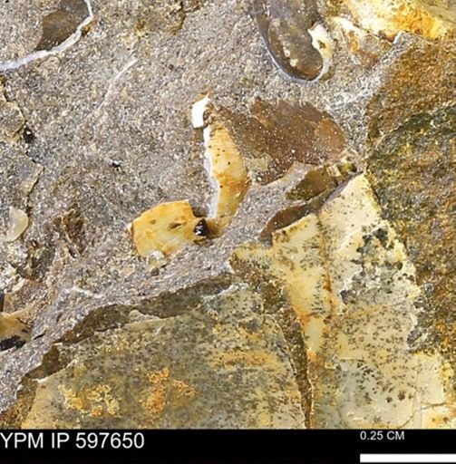 undet. Bivalvia