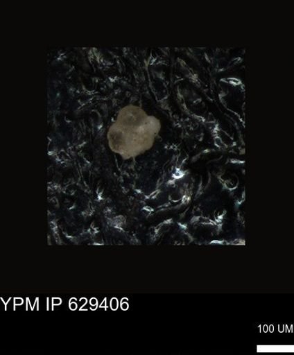 undet. Foraminiferida