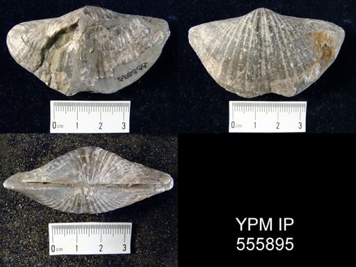 Spirifer mortonanus