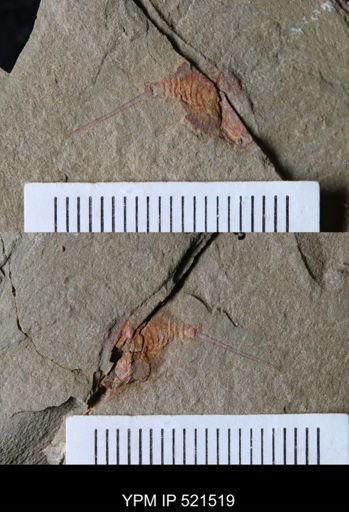undet. Xiphosurida