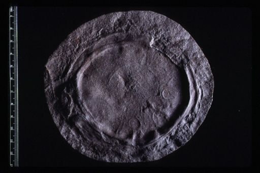 Beltanella gilesi