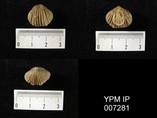 Anastrophia internascens