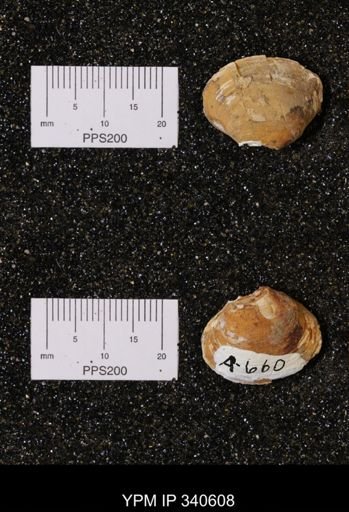 Corbicula sp.
