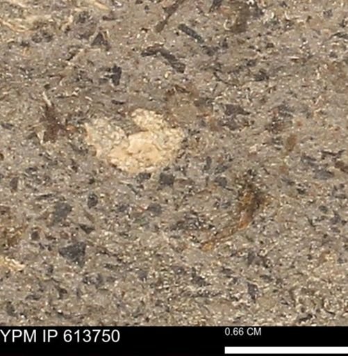 Scaphites sp.