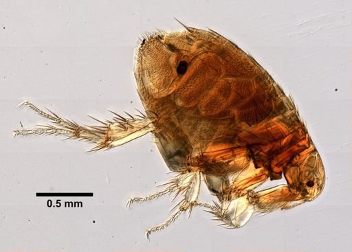 Xenopsylla cheopis