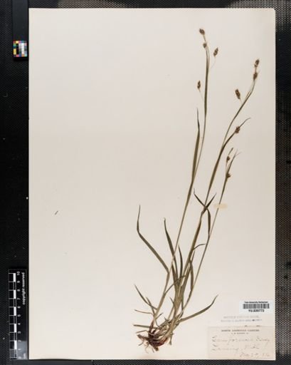 Carex formosa
