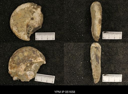 Hoploscaphites nicolletii