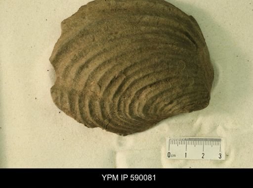 Inoceramus barabini