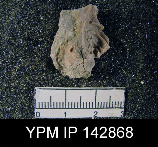 Lyttonia (Leptodus) sp.
