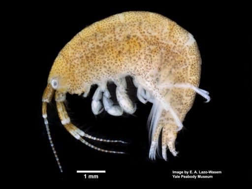 Ampithoe valida