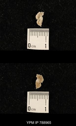 taxon undetermined