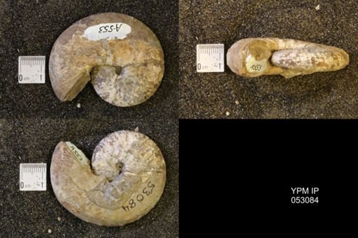 Discoscaphites conradi