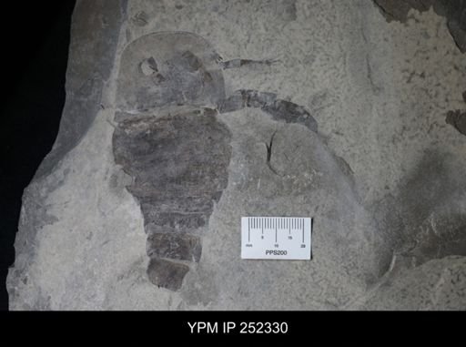 Eurypterus sp.