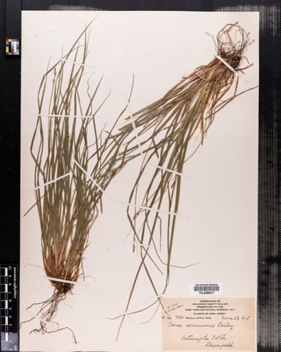 Carex communis