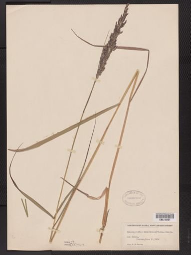 Calamagrostis canadensis