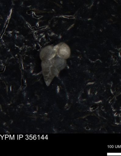 undet. Foraminiferida