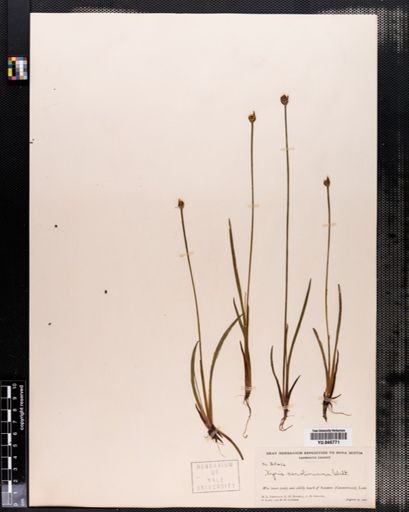 Xyris caroliniana
