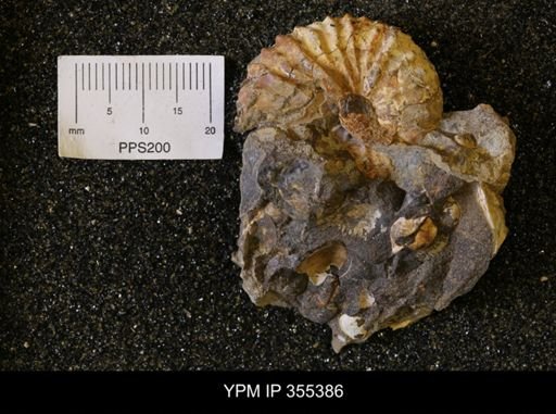 Discoscaphites sp.