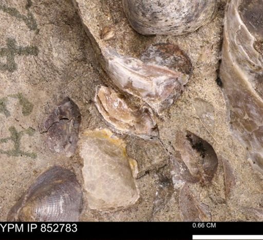 Ostreidae?