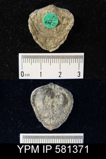 Atrypa sp.