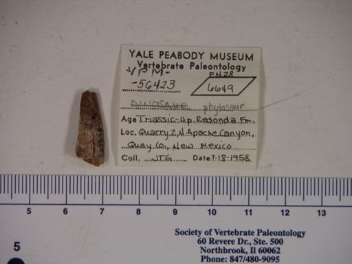 Parasuchidae