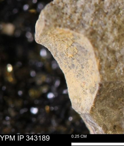 undet. Scaphitidae