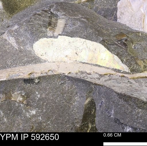 undet. Bivalvia
