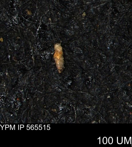 Verneuilina canadensis