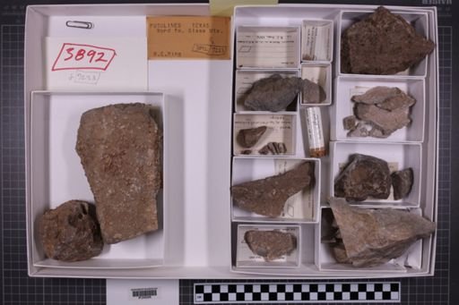 mixed taxa, stratigraphic collection