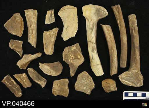 Platecarpus sp.