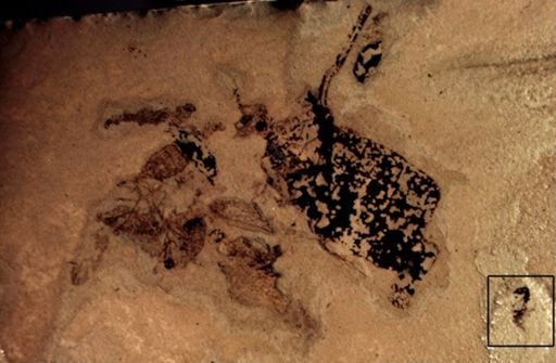 undet. Curculionidae