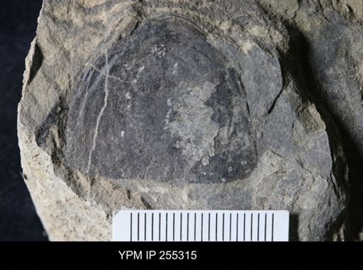 Hughmilleria sp.
