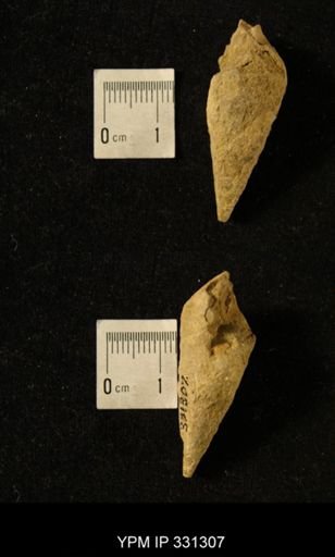 Meekospira peracuta choctawensis