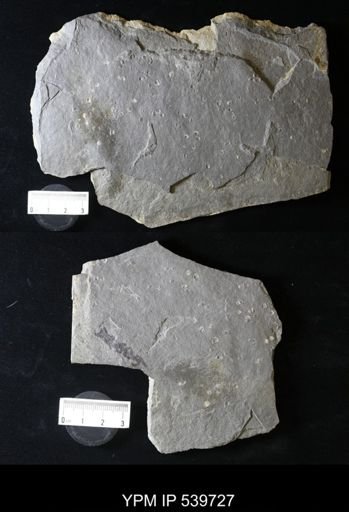 Bulbilimnadia sheni