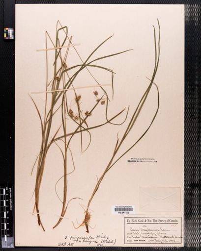 Carex paupercula