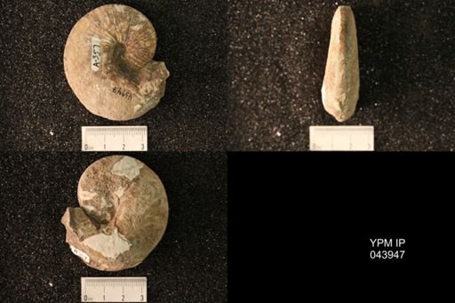 Hoploscaphites nicolletii