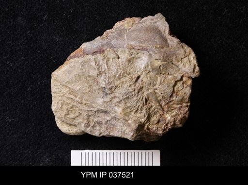 Pacifastacus chenoderma