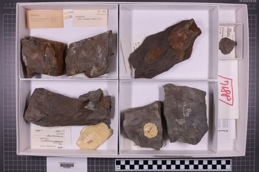 mixed taxa, stratigraphic collection