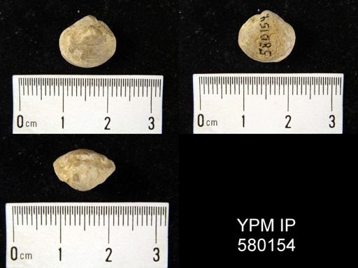 Athyris?