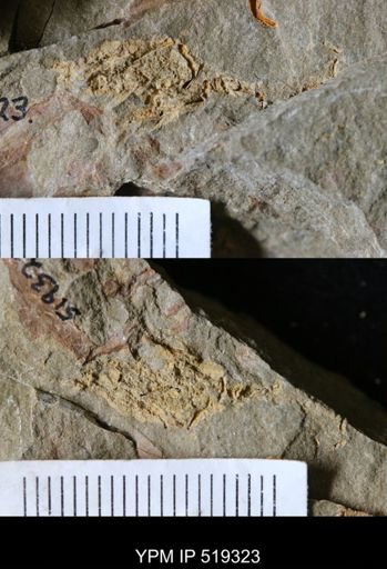 undet. Echinodermata