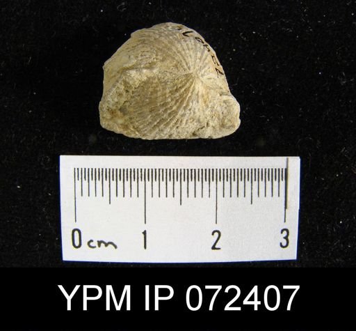 Atrypa tennesseensis