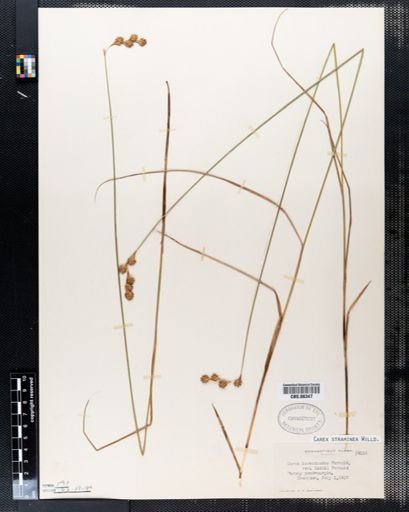 Carex straminea