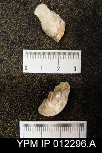 Martinia wolfcampensis